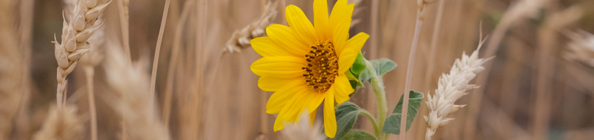 A sunflower in the midst of a wheat field.